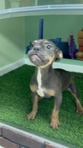 Exotic French Bull Dog Black & Tan